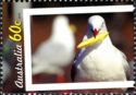 Silver Gull (Chroicocephalus novaehollandiae) eating chip