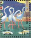 Greater Flamingo (Phoenicopterus roseus)