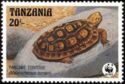 Pancake Tortoise (Malacochersus tornieri)
