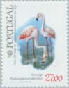American Flamingo (Phoenicopterus ruber)