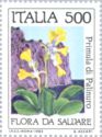 Palinuro primula