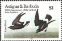 Least Petrel (Hydrobates pelagicus)