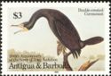 Double-crested Cormorant (Nannopterum auritum)