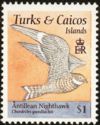 Antillean Nighthawk (Chordeiles gundlachii)