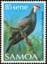 White-throated Pigeon (Columba vitiensis)