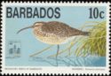 Whimbrel (Numenius phaeopus)