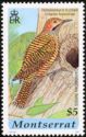 Fernandina's Flicker (Colaptes fernandinae)