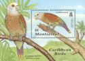 Caribbean Birds