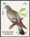 Stock Dove (Columba oenas)