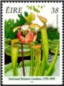National Botanic Gardens 1795-1995 - Sarracenia x moorei