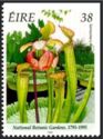 National Botanic Gardens 1795-1995 - Sarracenia x moorei