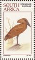 Hamerkop (Scopus umbretta)