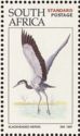 Black-headed Heron (Ardea melanocephala)