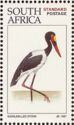 Saddle-billed Stork (Ephippiorhynchus senegalensis)
