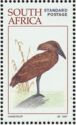 Hamerkop (Scopus umbretta)