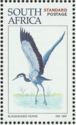 Black-headed Heron (Ardea melanocephala)