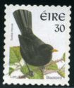 Common Blackbird (Turdus merula)