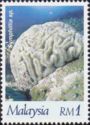 Brain Coral (Symphillia sp.)