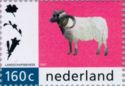 Drents Moorsheep (Ovis aries)