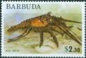 Caribbean Spiny Lobster (Panulirus argus)