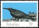 Black Noddy (Anous minutus)