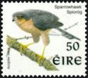 Eurasian Sparrowhawk (Accipiter nisus)