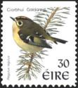 Goldcrest (Regulus regulus)