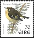 Goldcrest (Regulus regulus)