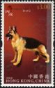 German Shepherd (Canis lupus familiaris)