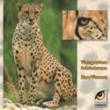 Gepard
