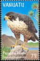 Peregrine Falcon (Falco peregrinus nesiotes)