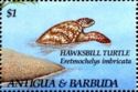 Hawksbill Turtle (Eretmochelys imbricata)