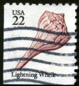 Lightning Whelk (Sinistrofulgur perversum)