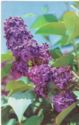 Lilac "Pasteur"