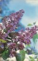 Lilac "Seedling GBS-248"