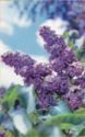 Lilac "Seedling GBS-100"