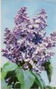 Lilac "Charm"