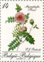 Stampexhibition BELGICA. Rose Mycrophylla