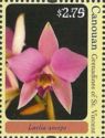 Laelia anceps