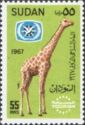 Reticulated Giraffe (Giraffa camelopardalis reticulata)