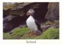 Atlantic Puffin (Fratercula arctica)