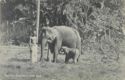 Ceylon Elephant and Cub.