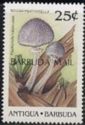 Rough Psathyrella (Psathyrella tuberculata) - Overprinted