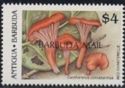 Red Chanterelle (Cantharellus cinnabarinus) - Overprinted