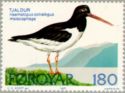 Eurasian Oystercatcher (Haematopus ostralegus)