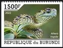 Spiny Bush Viper (Atheris hispida)