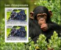 Chimpanzee (Pan troglodytes)