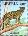 Leopard (Panthera pardus)