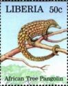 African Tree Pangolin (Phataginus tricuspis)