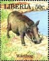 Warthog (Phacochoerus africanus)